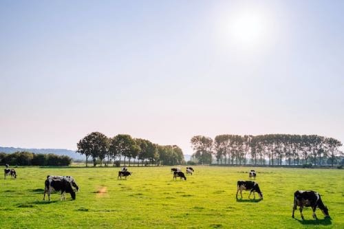 Livestock: Raising Healthy Animals